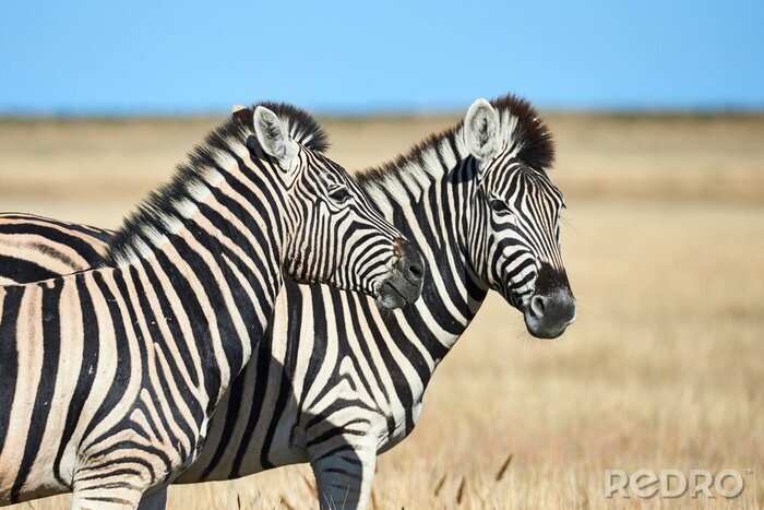 Fotobehang Twee zebra's op een savanne