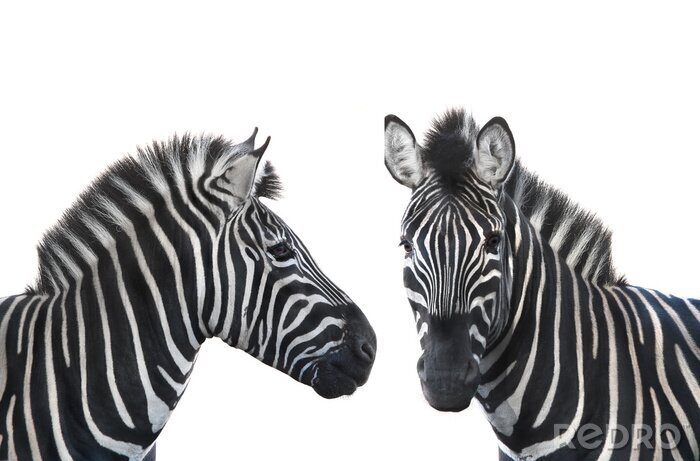 Fotobehang Twee zebra's op een witte achtergrond
