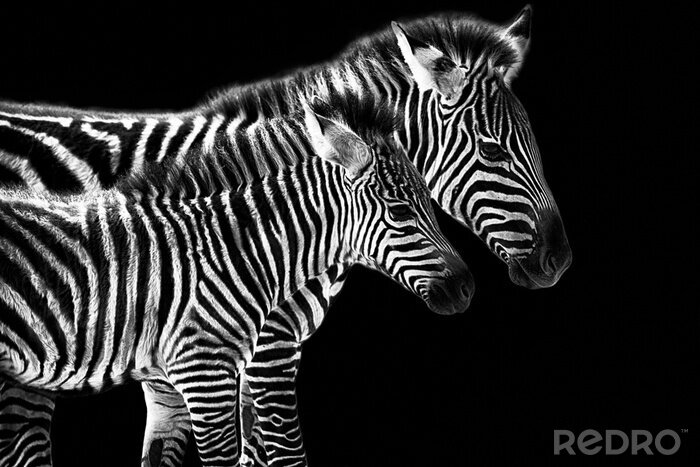 Fotobehang Twee zebra's op zwarte achtergrond