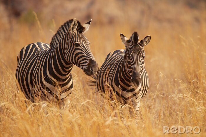 Fotobehang Twee zebra's tussen het gras