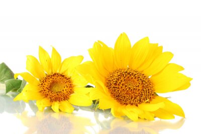 Fotobehang Twee zonnebloemen
