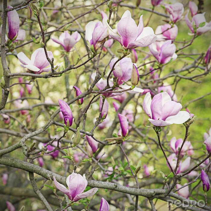Fotobehang Twijgen met roze magnolia