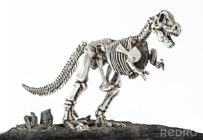 Fotobehang Tyrannosaurus-skelet
