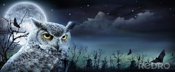 Fotobehang Uil en enge maan