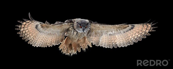 Fotobehang Uil met gespreide vleugels