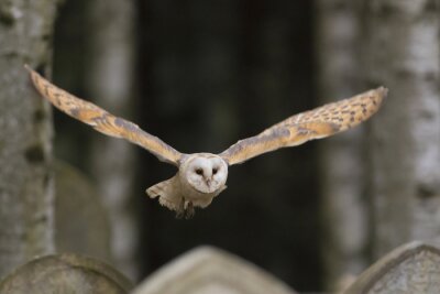 Fotobehang Uil met gespreide vleugels