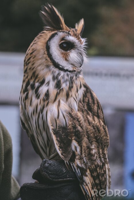 Fotobehang Uil met lange oren