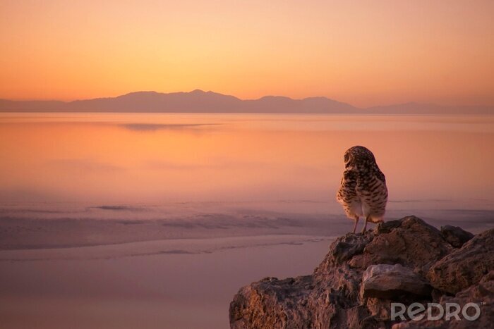 Fotobehang Uil op de achtergrond van de zonsondergang