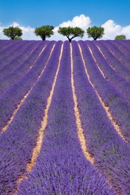 Fotobehang Uitzicht met lavendel en bomen