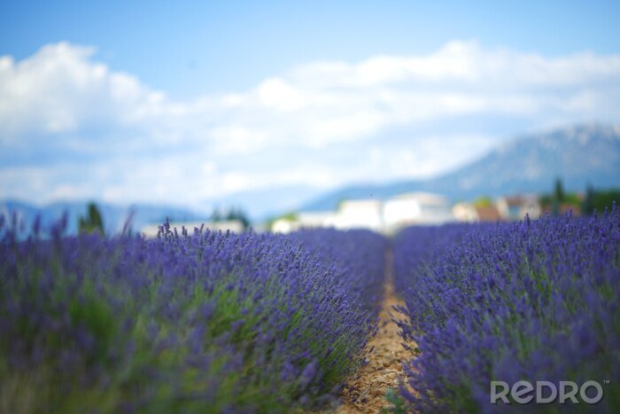Fotobehang Uitzicht op blauwe lavendel