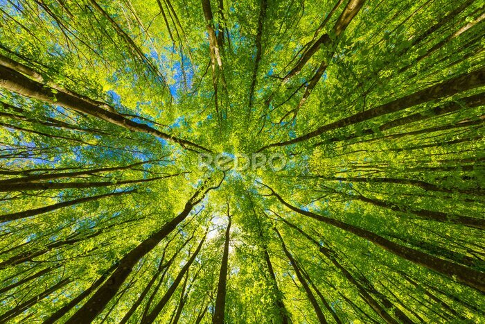Fotobehang Uitzicht op de groene boomtoppen van onderaf
