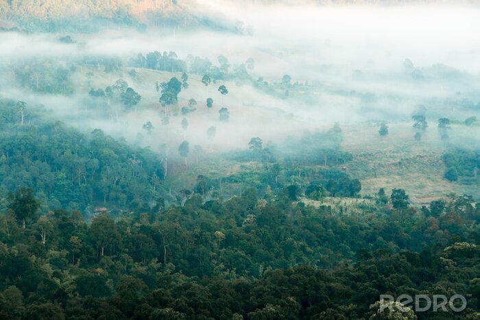 Fotobehang Uitzicht op een bos in de verte
