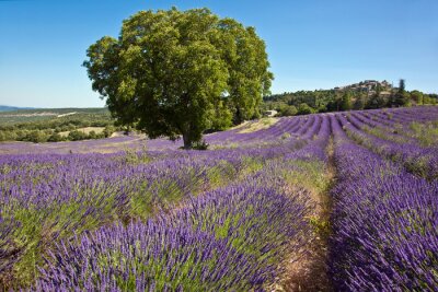 Fotobehang Uitzicht op lavendel en bomen