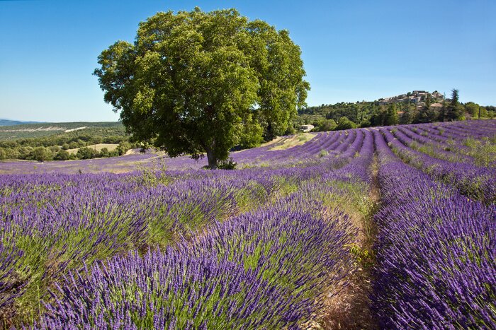 Fotobehang Uitzicht op lavendel en bomen