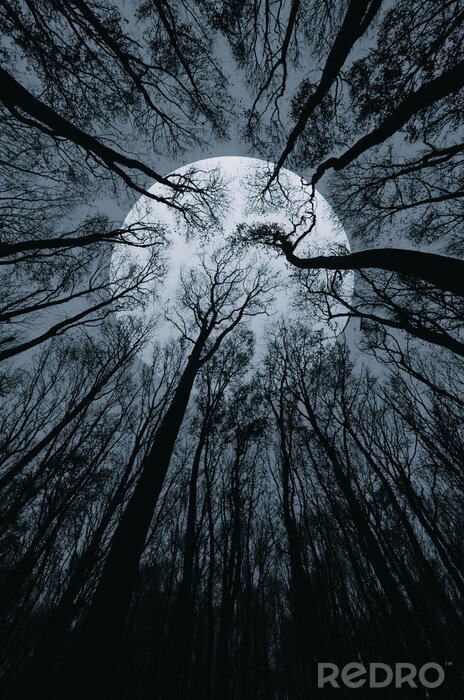 Fotobehang Uitzicht vanuit de bomen op de volle maan