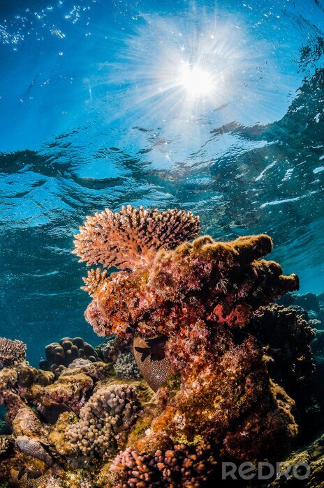 Fotobehang Underwater shot of colorful coral reef in clear blue water