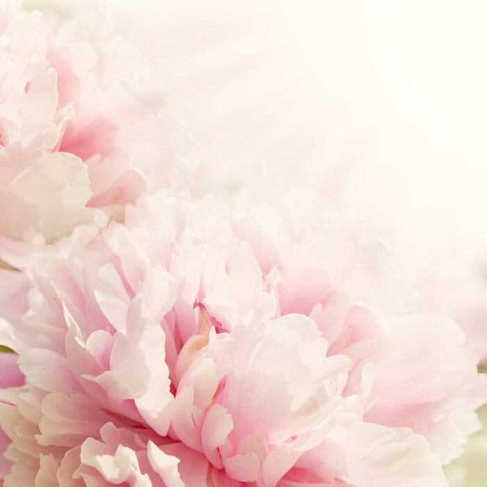 Fotobehang Vage weergave van pioenrozen