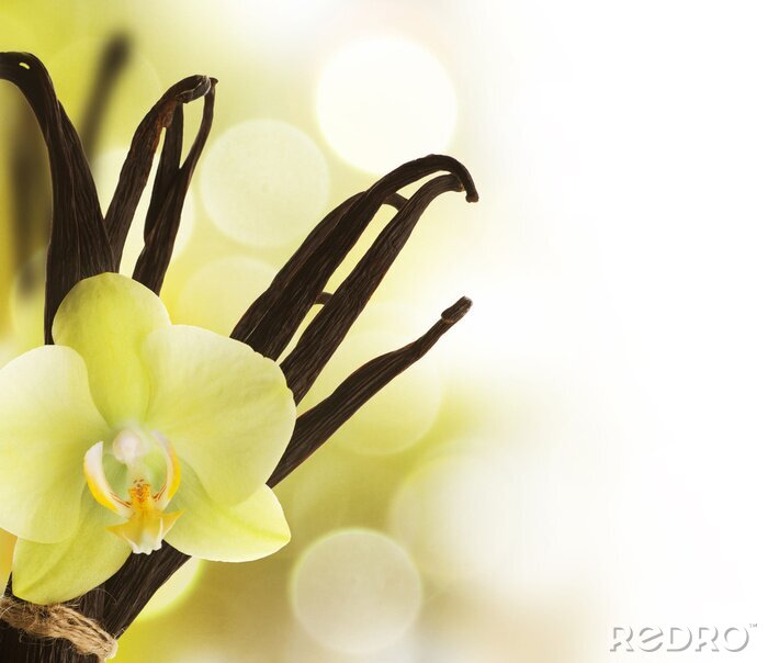 Fotobehang Vanillebonen en bloemen