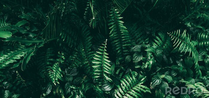 Fotobehang Varens in de jungle