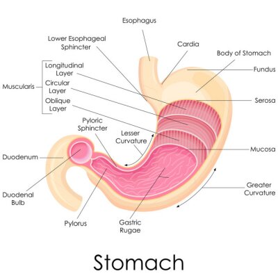 Fotobehang vector illustratie van diagram van menselijke maag anatomie