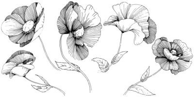 Fotobehang Vector klaproos. Bloemen botanische bloem. Wild de lenteblad geïsoleerde wildflower. Vectorwilde bloem voor achtergrond, textuur, omslagpatroon, kader of grens.