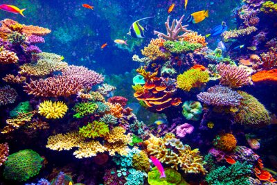 Fotobehang Veelkleurig koraalrif