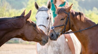 Fotobehang Veelkleurige paarden in een paddock