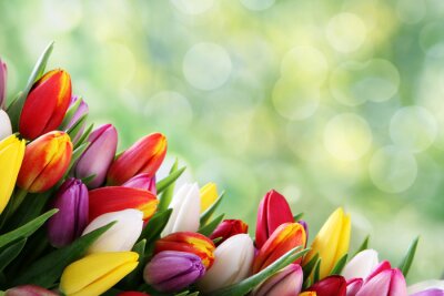 Veelkleurige tulpen op een groene achtergrond