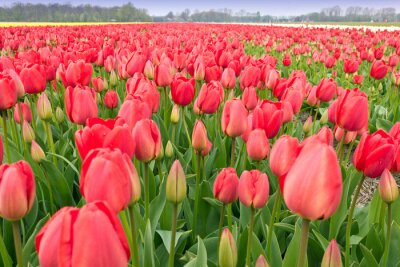 Fotobehang Veld en kweek van tulpen