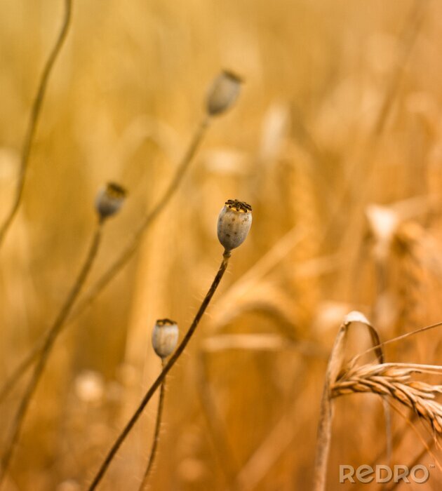 Fotobehang Veld en natuur