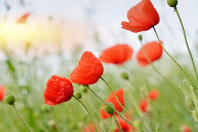 Fotobehang Veld klaprozen en gras