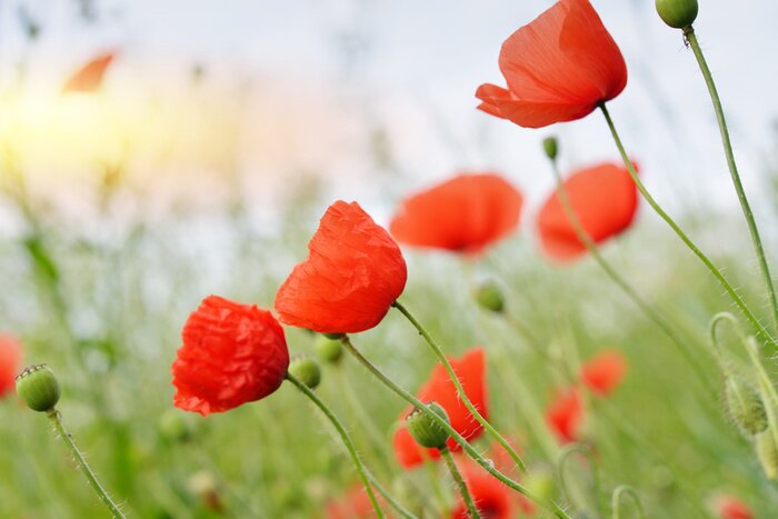 Fotobehang Veld klaprozen en gras