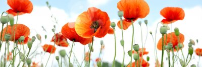Fotobehang Veld klaprozen op een hemel achtergrond