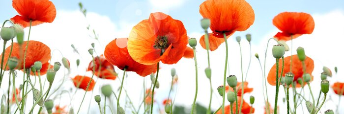 Fotobehang Veld klaprozen op een hemel achtergrond