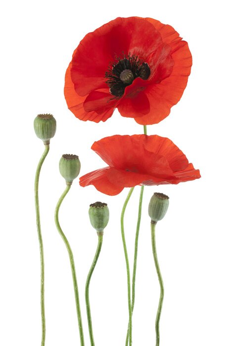 Fotobehang Veld klaprozen op wit