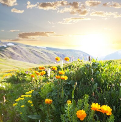 Fotobehang Veld met bloemen tegen een achtergrond van bergen