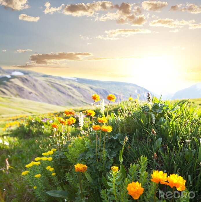 Fotobehang Veld met bloemen tegen een achtergrond van bergen