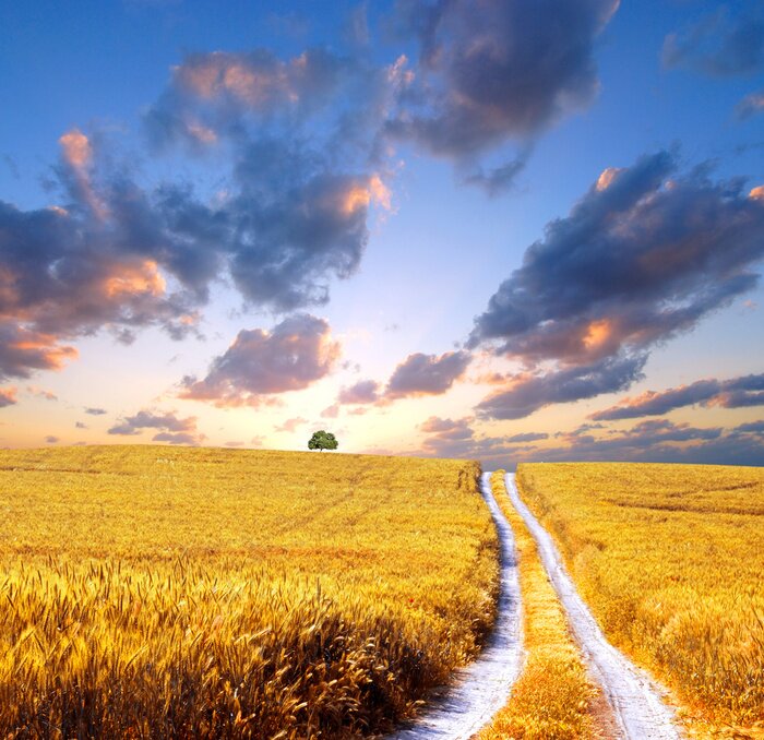 Fotobehang Veld met granen op een zomerse dag