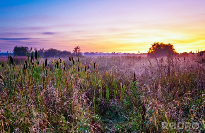 Fotobehang Veld met hoog gras