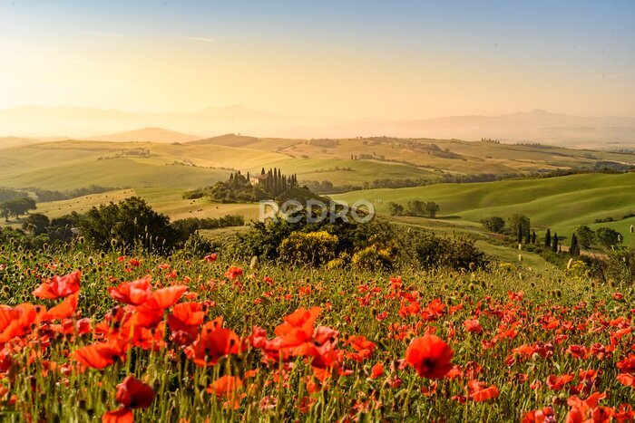 Fotobehang Veld met klaprozen in een prachtig Toscaans landschap
