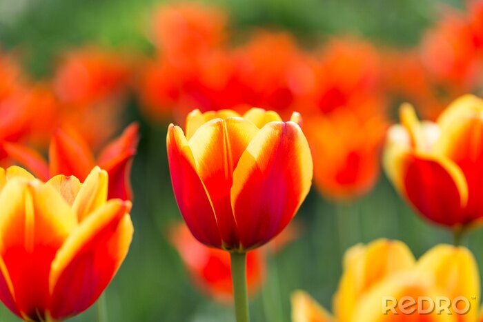 Fotobehang Veld met kleurrijke tulpen
