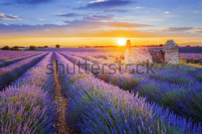 Fotobehang Veld met paarse lavendel bloemen