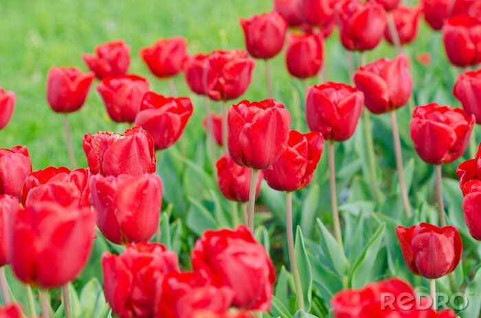 Fotobehang Veld met rode bloemen