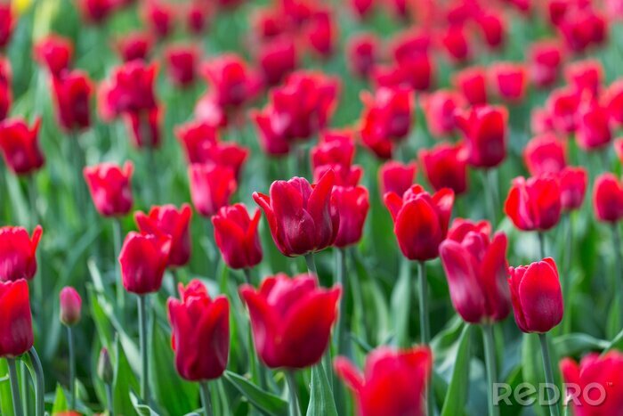 Fotobehang Veld met rode tulpen