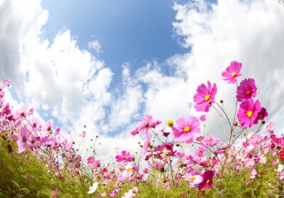 Fotobehang Veld met roze bloemen en lucht