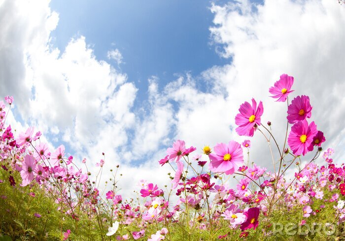 Fotobehang Veld met roze bloemen en lucht