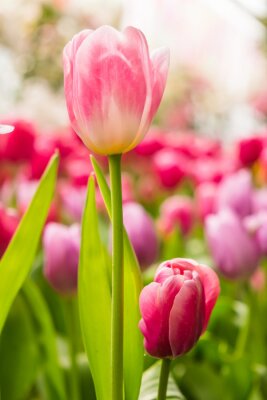 Fotobehang Veld met roze tulpen
