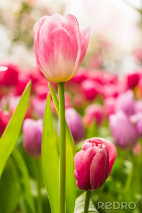 Fotobehang Veld met roze tulpen