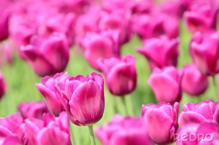 Fotobehang Veld met sierbloemen