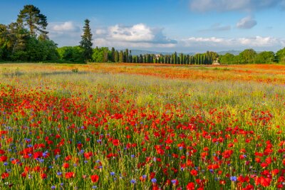 Fotobehang Veld met wilde bloemen in Toscane